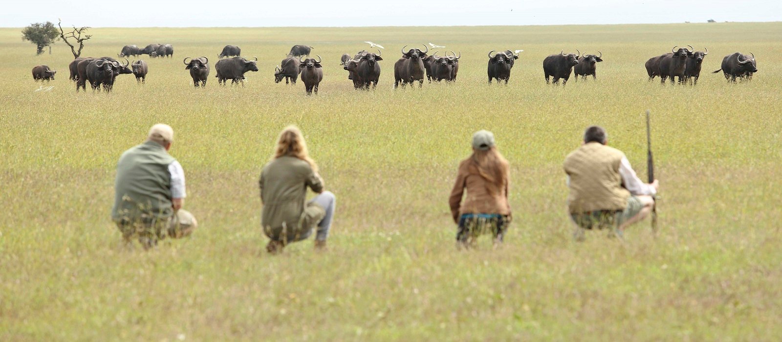 OPBCwalkingsafarianimals